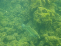 本栖湖でのんびり♪