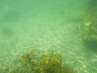 2012.6.10 館山湾をのんびりカヤッキングw