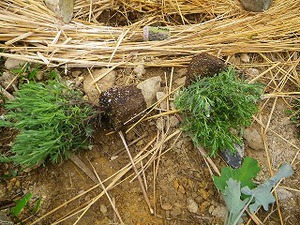 Kaedeの森 鹿の食べる物 食べない物 備忘録