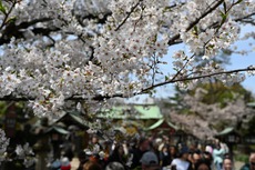 桜を追って2025