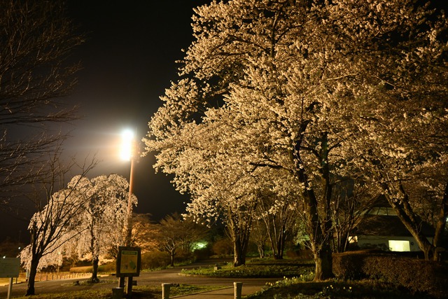 残業帰りに公園に寄ったら