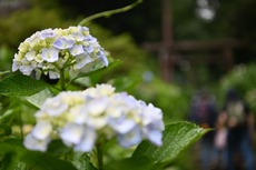 今年も紫陽花坂へ