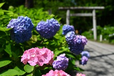 今週も紫陽花坂へ