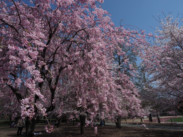 地元の公園へ2