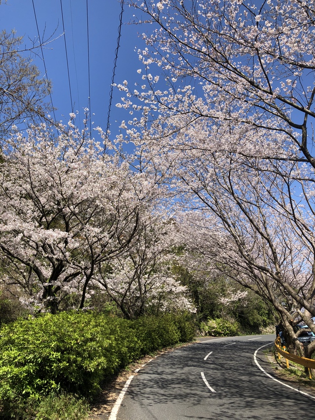 22回目 桜の片添キャンプ場　4/3～4/5