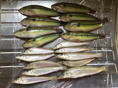 お魚保護週間延期www