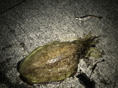 強行！そして撃沈……