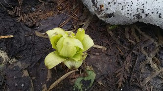 春が来たよ