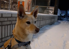 久しぶりの大雪