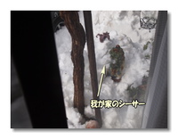 毎週、雪。 2014/02/15 20:21:21