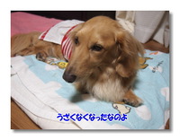 多夢太郎、カラーが取れました 2014/06/17 23:04:12