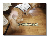 新しい獣医さん 2014/06/21 22:01:04