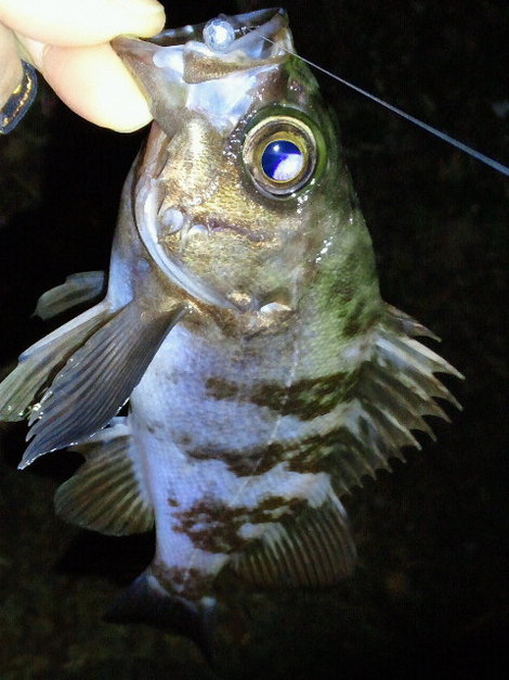 釣れるワーム
