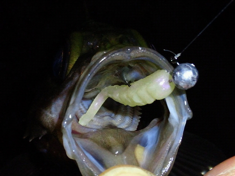 釣れるワーム