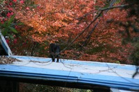 ＊　突然　六甲全山縦走コースにチャレンジ　＊　須磨アルプス