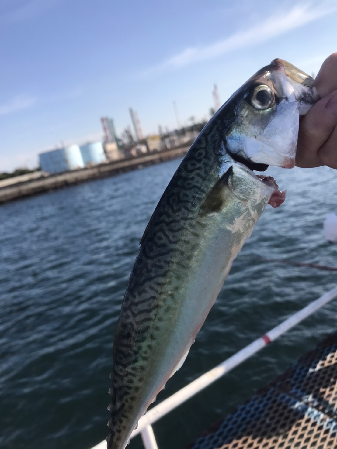 へっぽこキャンプ:オリジナルメーカー海づり公園（市原市海釣り施設）