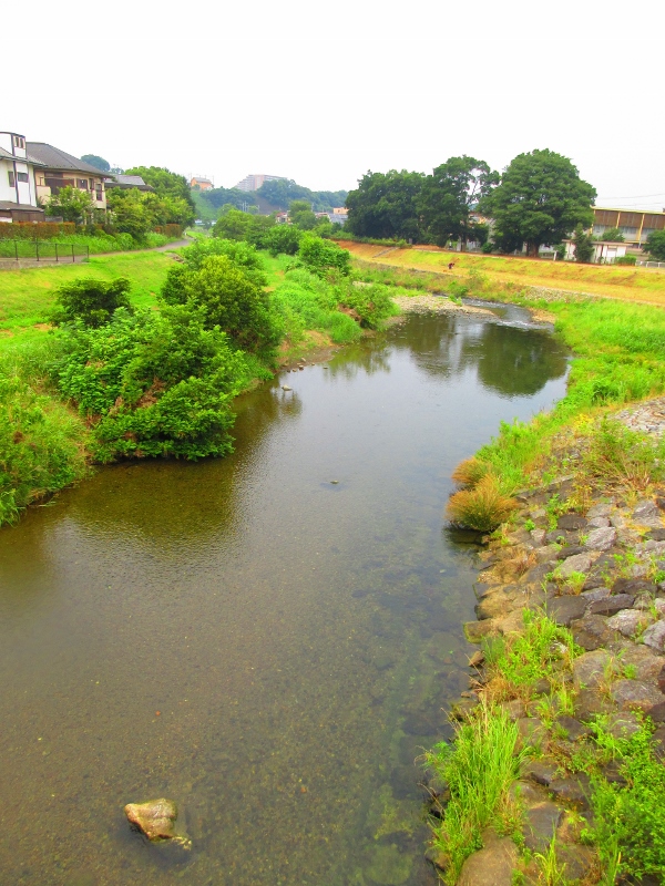 柳瀬川清瀬橋の小物釣り