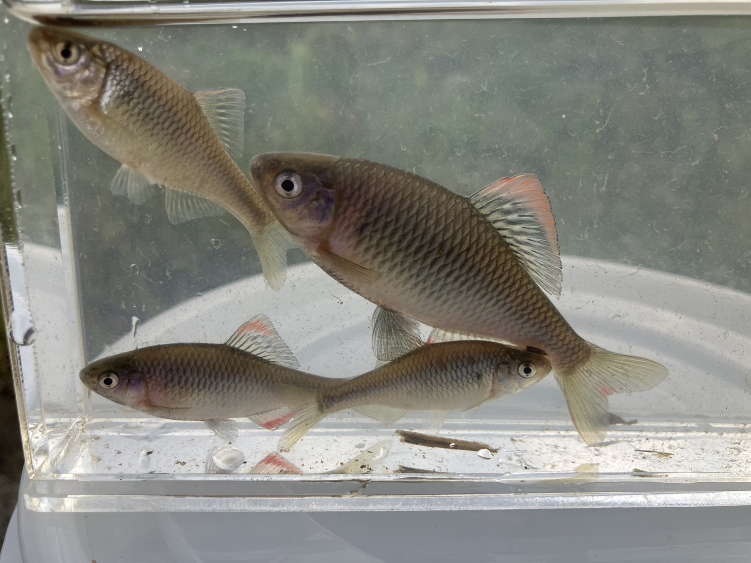 へっぽこキャンプ:タナゴ釣り（新潟県）