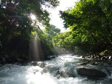 水量多し！流れも速い！なのにドライフライ(笑) 2020/07/20 12:21:20