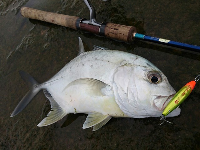 じゅにのfish Hunt Diary 嵐を呼ぶ 八重山巨大タマン伝説 序章編