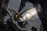 ご近所 de 鱒釣り