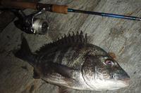 紀北！夏の夜の黒鯛釣り！！