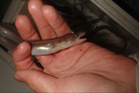 冬の釣り、いろいろ