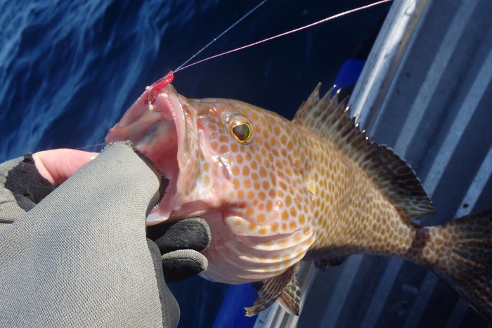 中紀！ミニボートの釣り！！