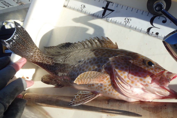 中紀！ミニボートの釣り！！