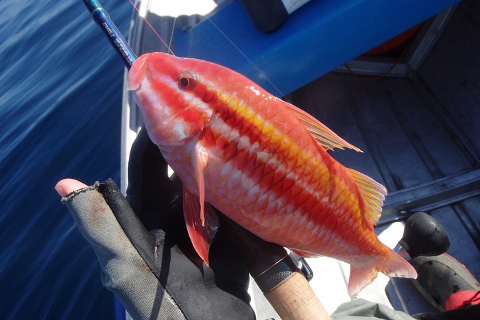 中紀！ミニボートの釣り！！