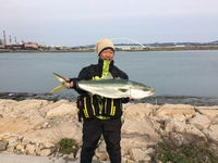 川のブリ
