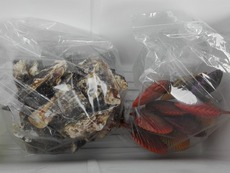 出撃できませんね～ 2019/02/04 06:03:37