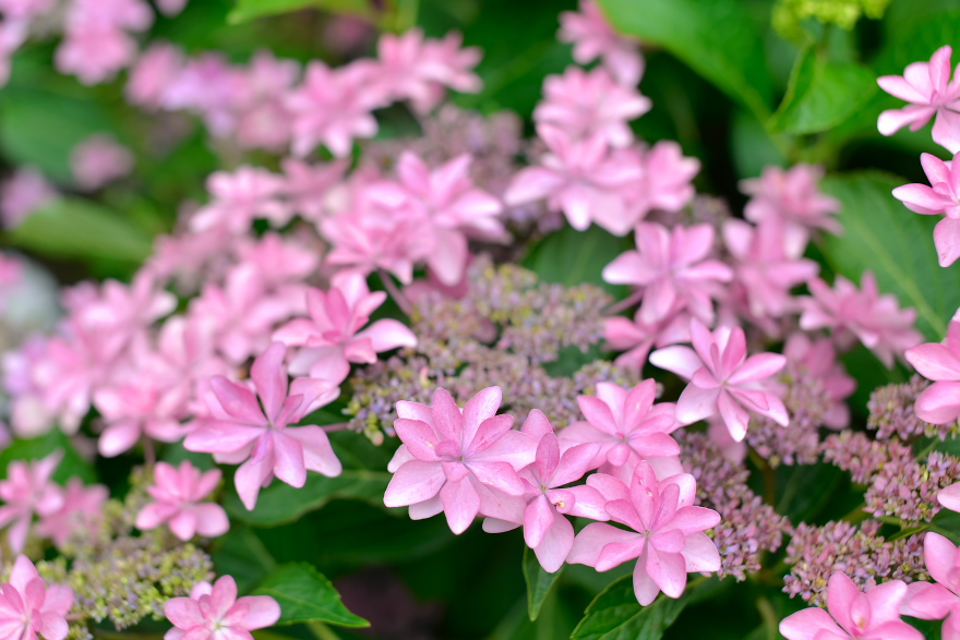 紫陽花 2018
