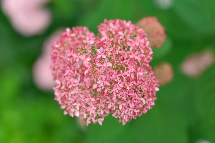 紫陽花 2018