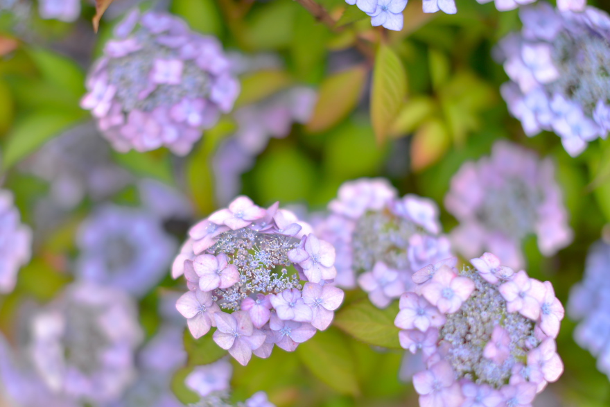 紫陽花 2018