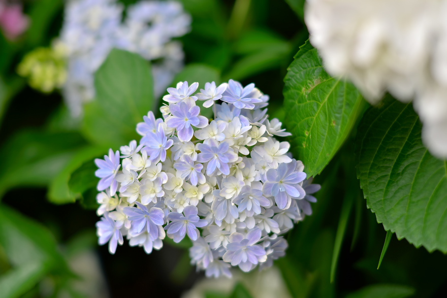 紫陽花 2018