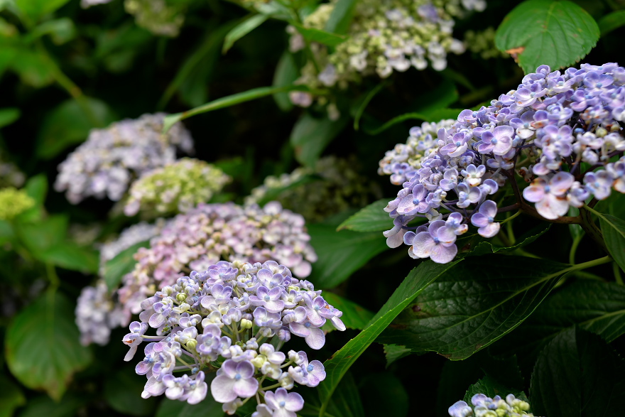 紫陽花 2018