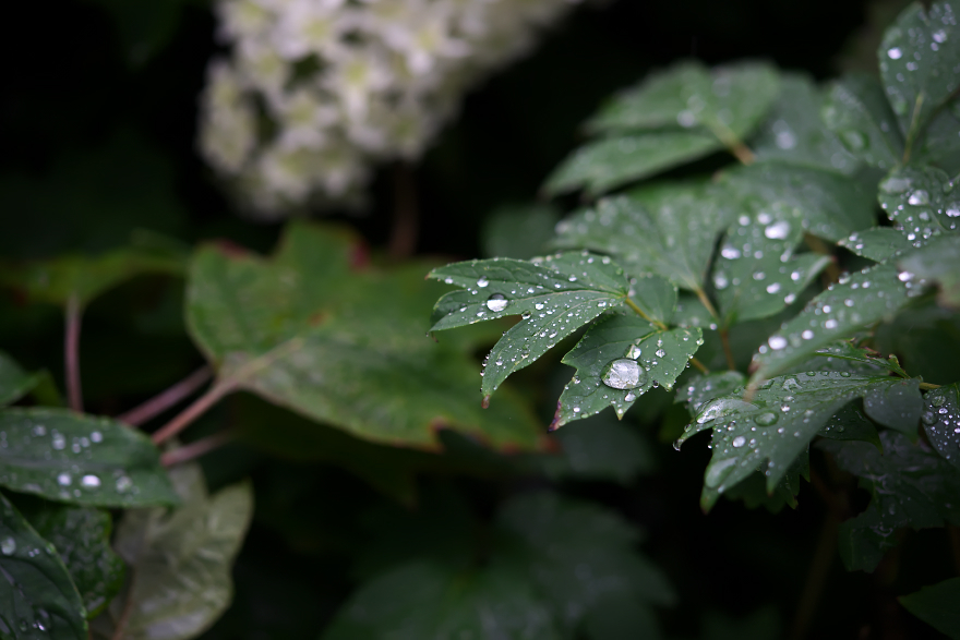 紫陽花