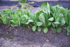 灰パワー・・・薪ストーブを使うと野菜がよく育つ