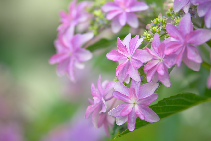 紫陽花 2017