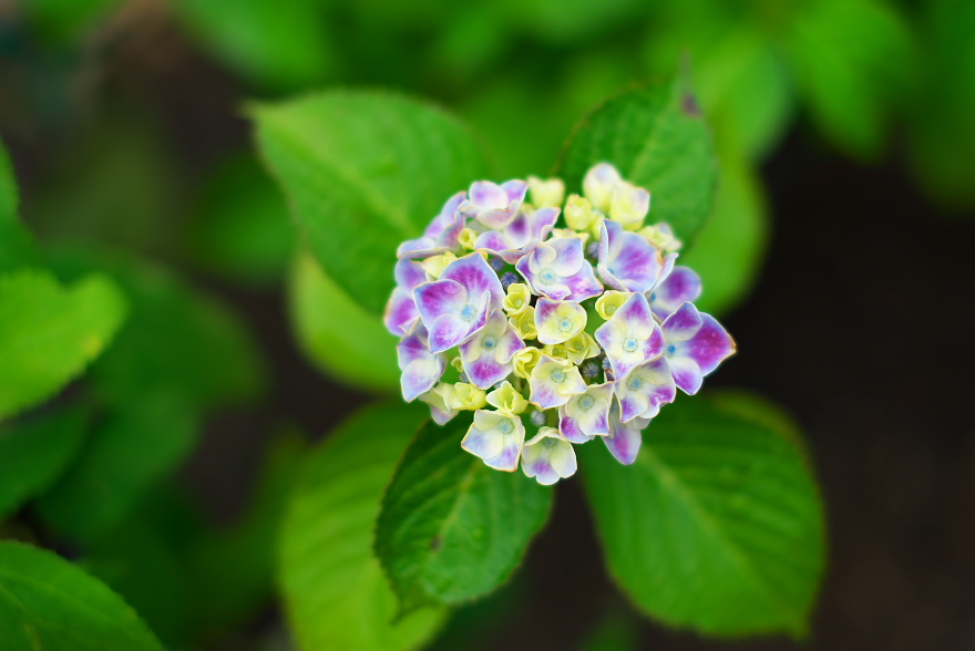紫陽花 2017