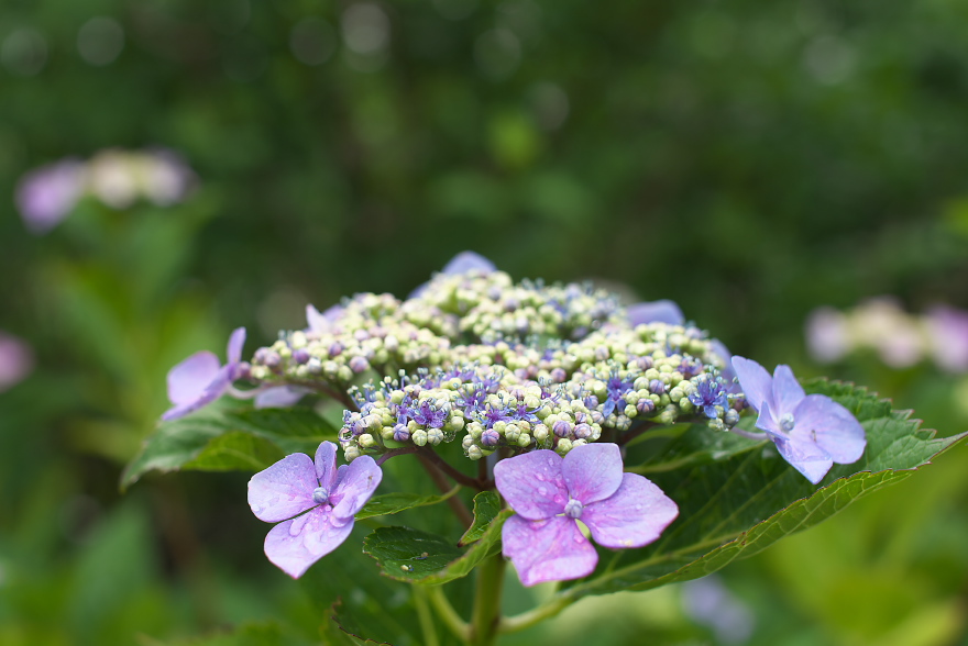 紫陽花 2017