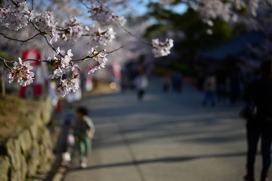 姫路城のさくら