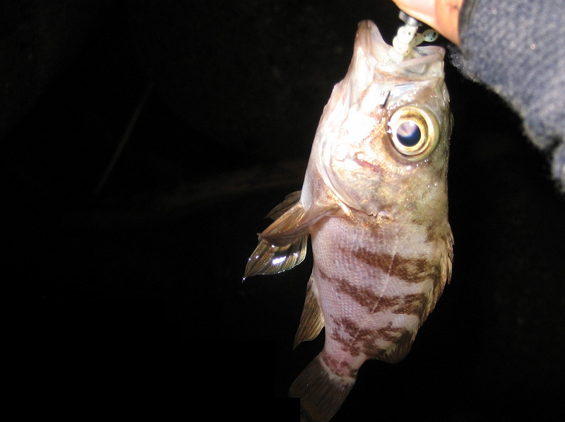 メバル・2015初釣り
