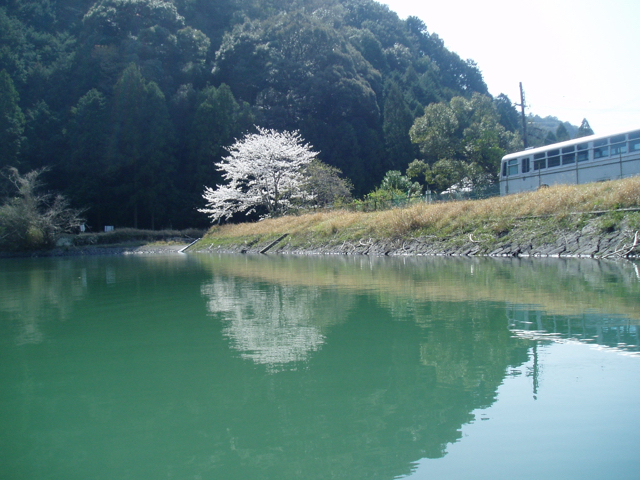 本当は教えたくない 和歌山の楽しすぎるバス釣り日記 速報 この時期 釣れるってホント