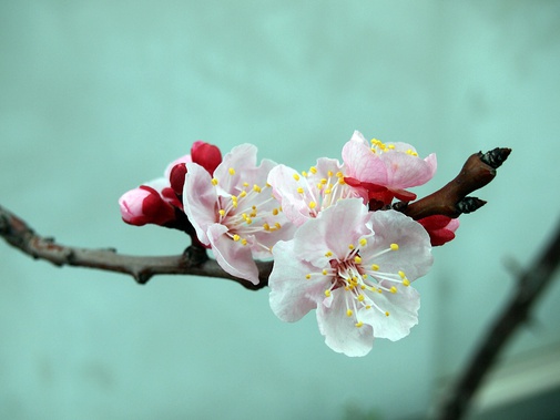 アンズ開花