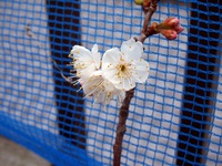 暖地桜桃開花