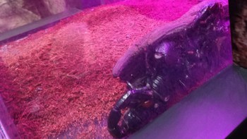 やまやと毒毒毒毒毒毒毒毒毒（もうどく）展