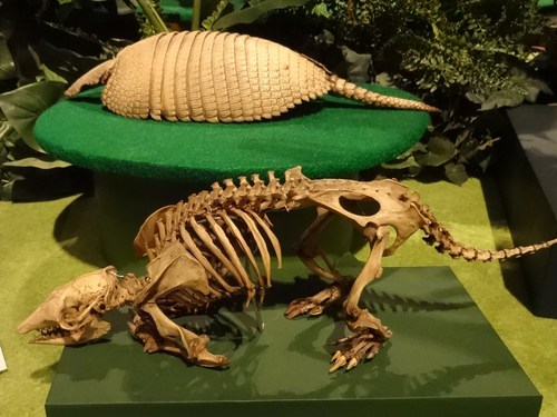 大アマゾン展 東京上野 国立科学博物館
