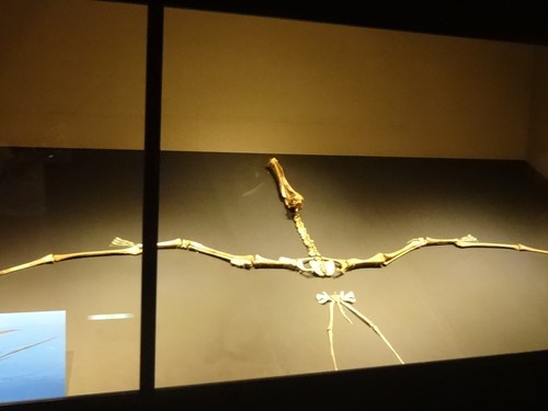 大アマゾン展 東京上野 国立科学博物館